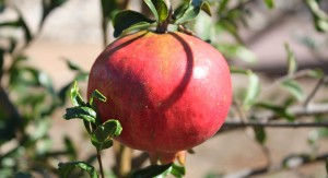 LA_arboretum_Pomegranate