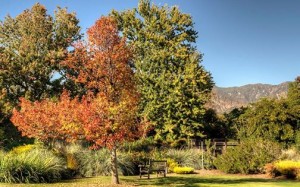 Tupelo tree