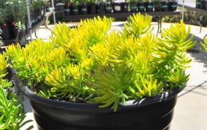 Sedum angelina 1-DSC_0012
