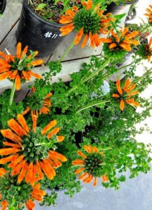 Leonotis menthifolia