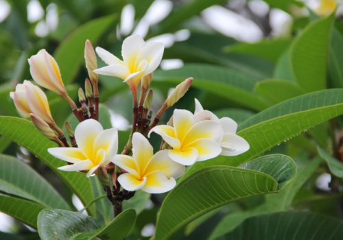 plumeria-1028009_1920