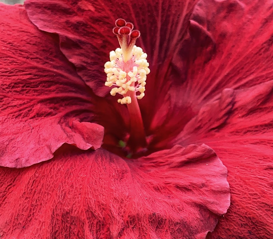 Lovely Hibiscus The Arboretum