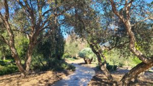 cork oaks and path