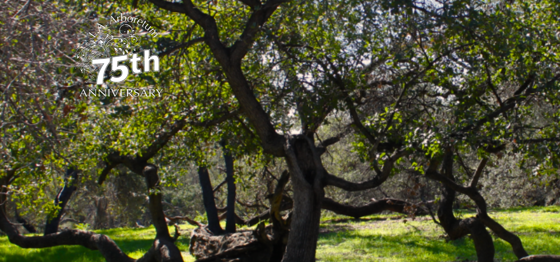 Engelmann w logo Untitled (Video)