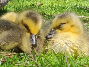 Gosling Screenshot_20230412_172620_Messages